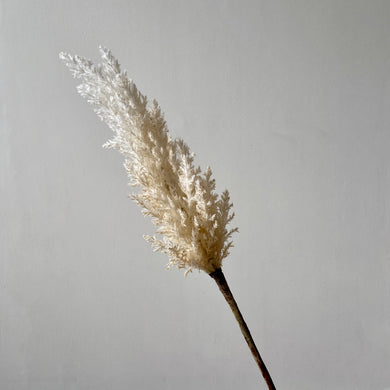 realistic looking artificial pampas grass flower stem sold by alba gu brath homeware in dunfermline, scotland