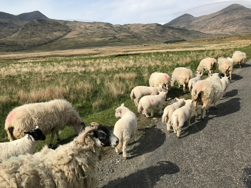 Our Top 5 Favourite Scottish Islands